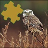 Owls Great Puzzle