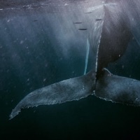 CHI Encyclopedia of Whales app icon - Education app for iPhone