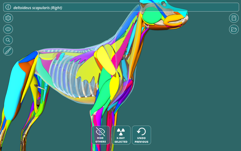 Visual Anatomy - Canine thumbnail 3