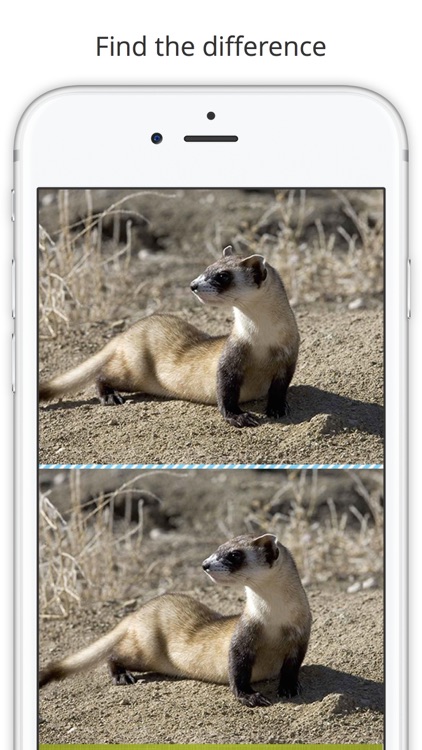 Find the Difference in Ferret