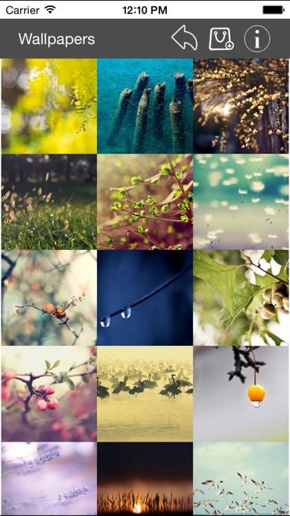 Wallpaper Collection Nature Edition
