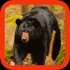 Bear Hunting: Savage Attack