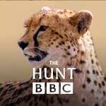 Download The Hunt - BBC Earth - Natural History Interactive TV Series app