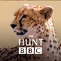 The Hunt - BBC Earth - Natural History Interactive TV Series app download