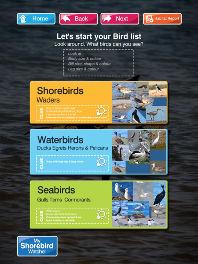 Shorebirds(圖3)-速報App