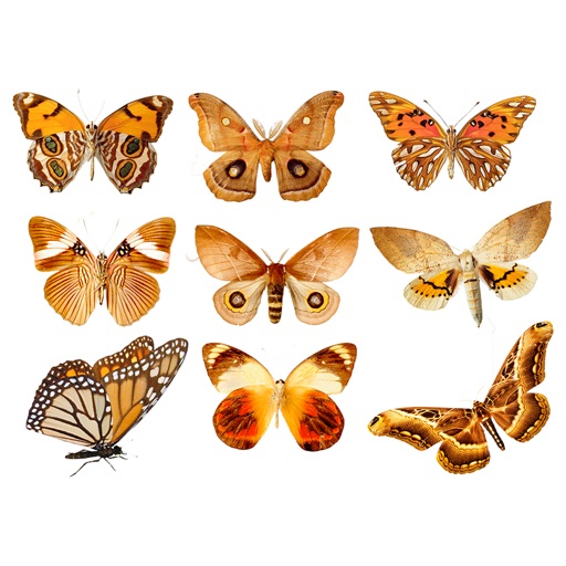 Insects Matching Pairs iOS App