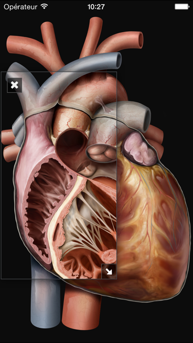 Virtual Human Body Screenshot