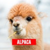 Alpaca - Successful Alpaca Farming