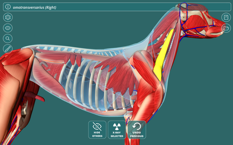 Visual Anatomy - Canine thumbnail 1