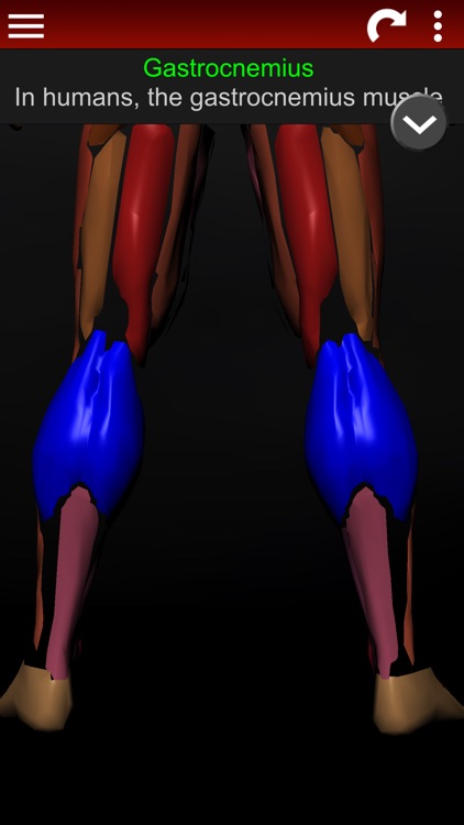 Muscular System 3D (anatomy)