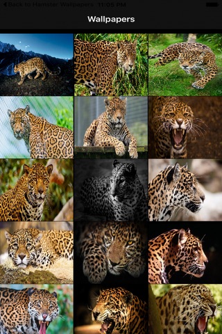 Jaguar Wallpapers screenshot 2