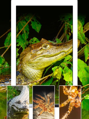 Screenshot #6 pour Serpents, Araignées, Lézards, Alligators - Animaux & Reptiles Fonds d'écran