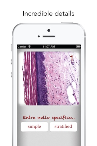 Histology Worldwide Test screenshot 4