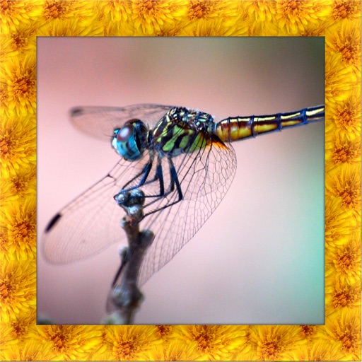 Dragonfly Simulator 3D Icon