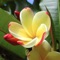 Plant Encyclopedia Pro is a beautiful collection with details and photos
