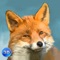 Become a wild fox in Wild Fox Survival Simulator 3D