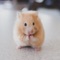 A community for all breeds of hamster (owners or pet-lovers though)