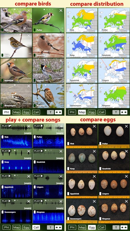 Birds of the Netherlands - a field guide to identify the bird species native to NL and Holland