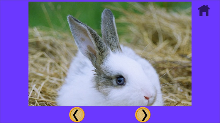 beautiful amazing rabbits for kids - no ads