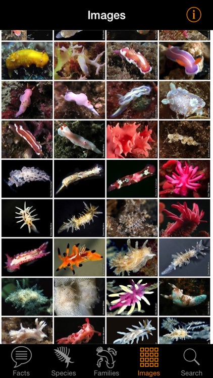 Nudibranch ID Australia NZ screenshot-4