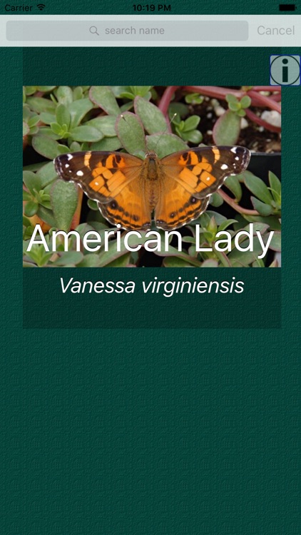 Butterfly Dictionary Pro