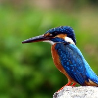 새를 식별하는 방법: 팁 및 자습서 PC 용