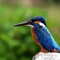 Want to DIY learn How to Identify a Bird, and want to get help with expert's advice, as well as with daily tips