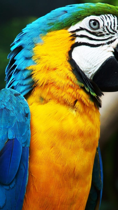 Screenshot #3 pour Animals & Birds HD Wallpaper - Great Collection