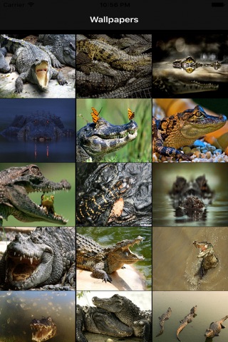 Crocodile Wallpapers screenshot 2