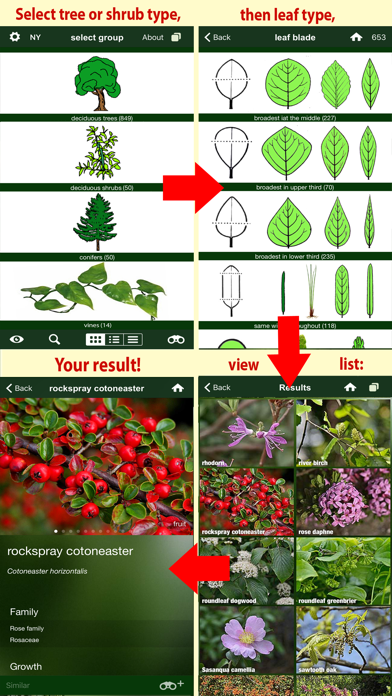 Screenshot #3 pour Tree Id USA - identify over 1000 of America's native species of Trees, Shrubs and Bushes