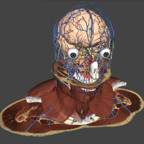 BioTK Cabeza y Cuello