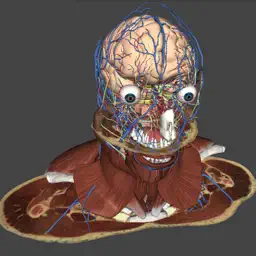 BioTK Head and Neck app icon