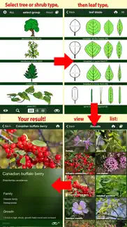 tree id canada - identify over 1000 native canadian species of trees, shrubs and bushes iphone screenshot 3