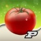 The Purdue Tomato Doctor has been developed by experts at Purdue University to help gardeners identify, diagnose and manage insect, disease, and environmental problems on their tomatoes