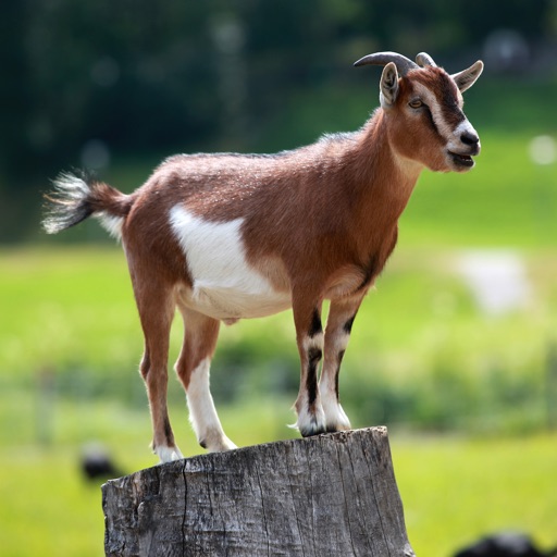 Goat Sounds - 30 Plus Sound Effects Ringtones and More Icon