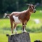 Goats are among the earliest animals domesticated by humans