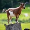 Goat Sounds - 30 Plus Sound Effects Ringtones and More