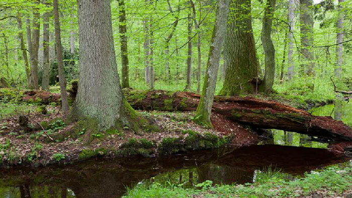 Abandoned Forest Treasure Escape