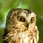 Owl Sounds App Cancel
