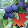 Fruits Jigsaw Puzzles