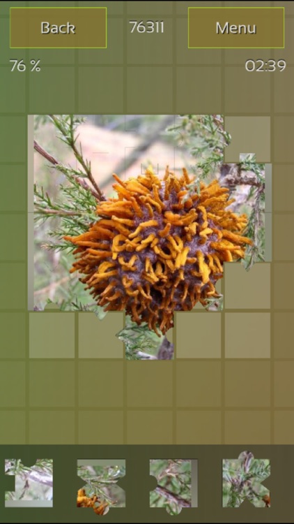 Mushrooms Puzzles screenshot-3