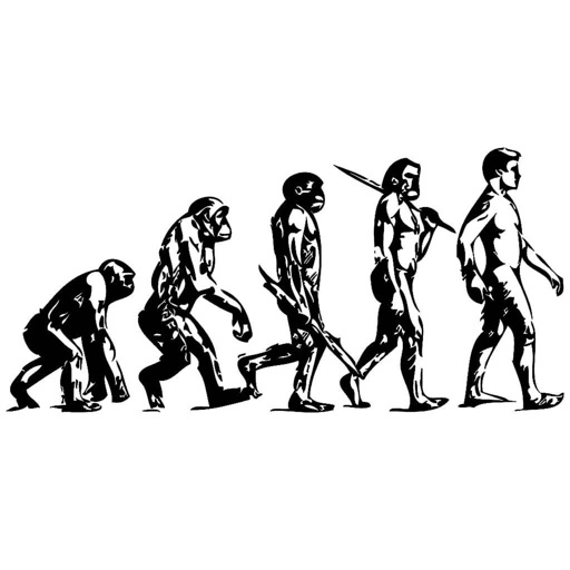 Evolution Study Guide: Beginners Course with Glossary Flashcard icon