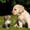 Icon Pet wallpaper pictures : Background of flowers, cats and dogs for your mobile lock screen
