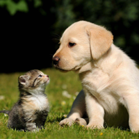 Pet wallpaper pictures  Background of flowers cats and dogs for your mobile lock screen