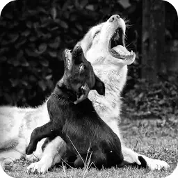 Barking Dog Sounds app icon