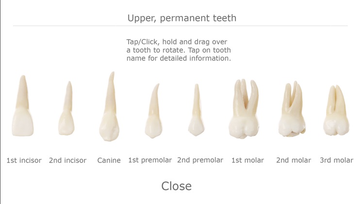 Tooth Guide Lite screenshot-3