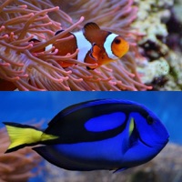 Who Is This ? for Nemo & Dory app icon - Games app for iPhone