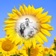 Sunflower Photo Frames - Creative Frames for your photo app icon - Photo & Video app for iPhone