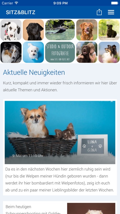 Sitz und Blitz Hundefotografie