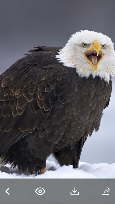 Animals & Birds HD Wallpaper - Great Collection iPhone screenshot 5 - Photo & Video app